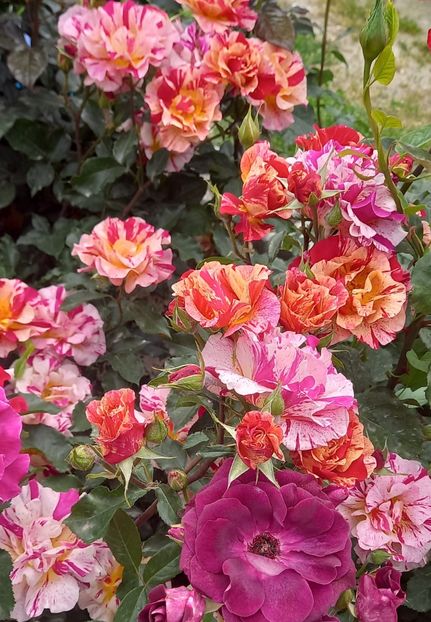  - Strănutul primăverii 2024