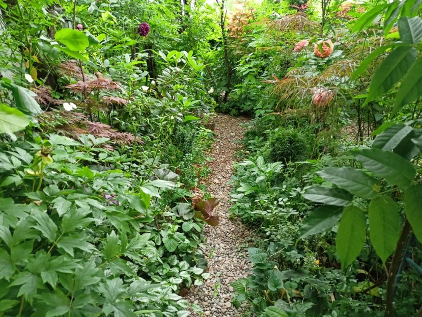  - Grădina 2024 continuare 2