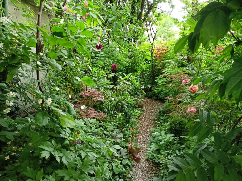  - Grădina 2024 continuare 2