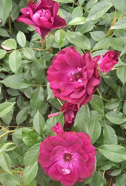  - Strănutul primăverii 2024