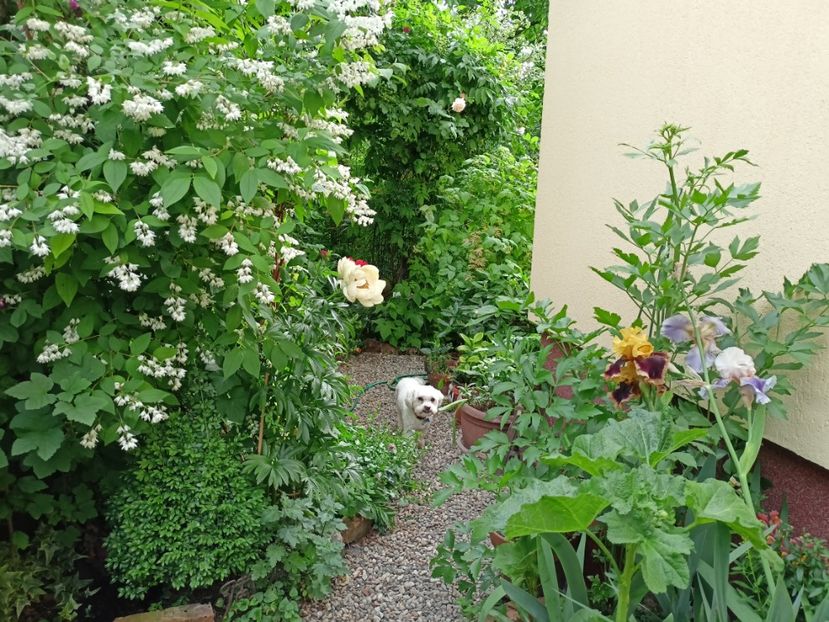  - Grădina 2024 continuare 2