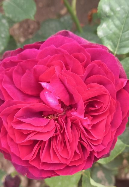  - Strănutul primăverii 2024