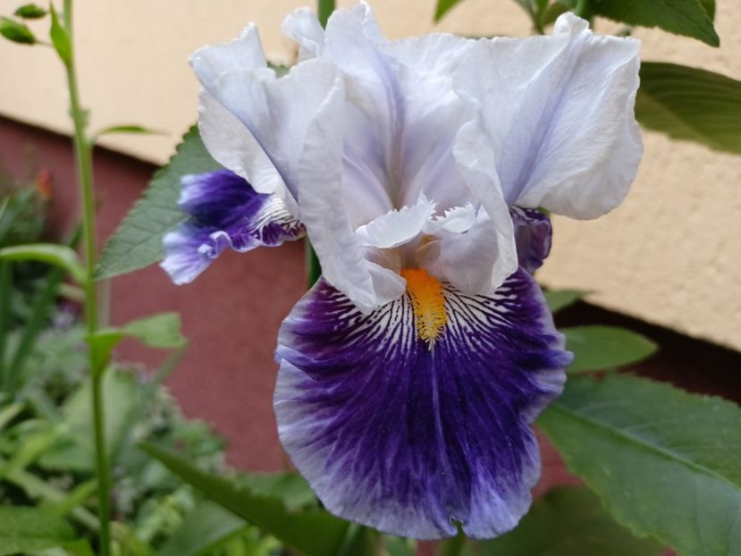  - Grădina 2024 continuare 2