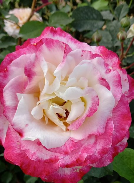  - Strănutul primăverii 2024