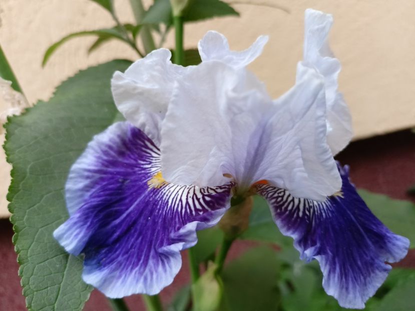  - Grădina 2024 continuare 2