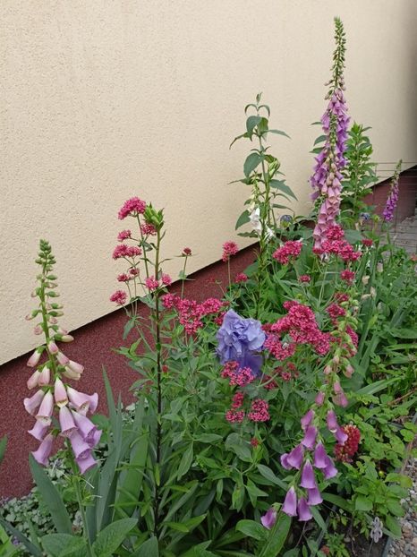  - Grădina 2024 continuare 2