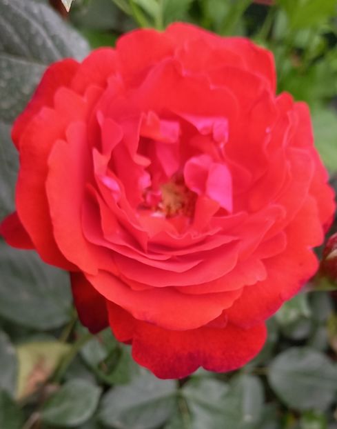  - Strănutul primăverii 2024