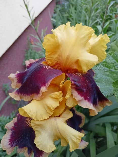  - Grădina 2024 continuare 2