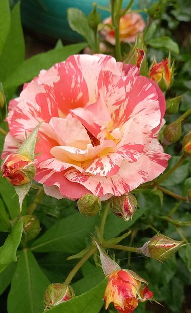  - Strănutul primăverii 2024