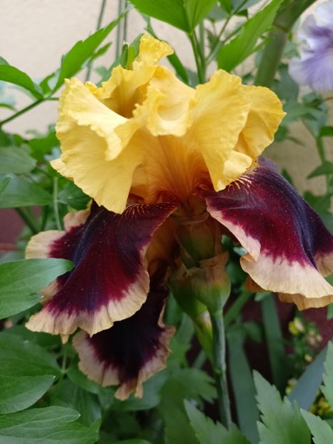  - Grădina 2024 continuare 2