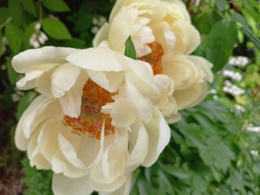 Coral Charm - Grădina 2024 continuare 2