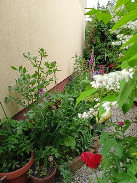  - Grădina 2024 continuare 2