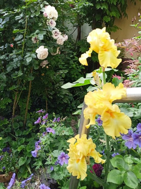  - Grădina 2024 continuare 2