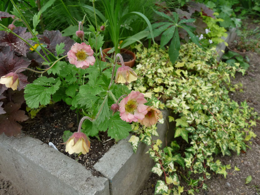  - 2024 - 01 - Primavara