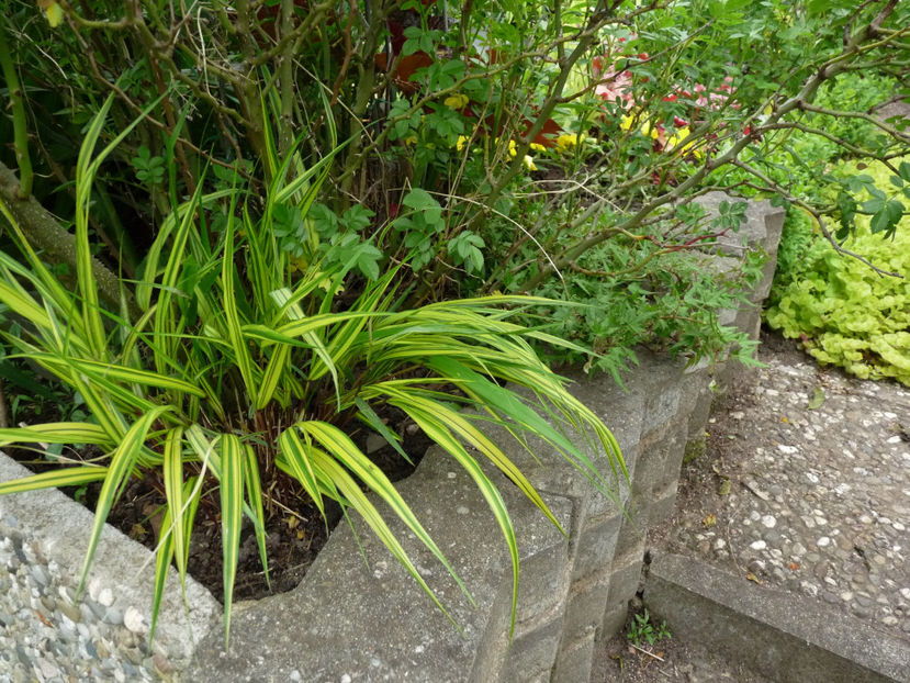  - 2024 - 01 - Primavara