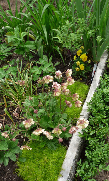  - 2024 - 01 - Primavara