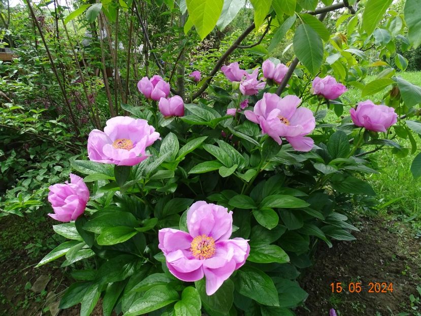 May Lilac - Bujori 2024 -Dobarland