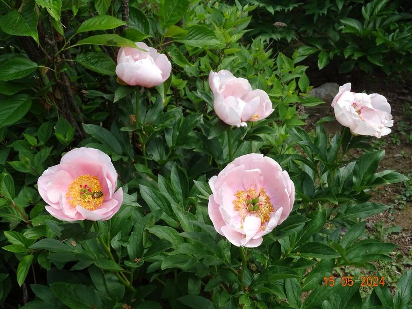 Soft Salmon Saucer - Bujori 2024 -Dobarland