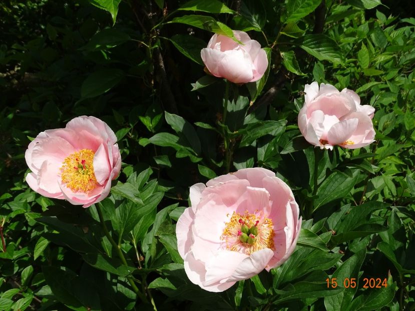 Soft Salmon Saucer - Bujori 2024 -Dobarland