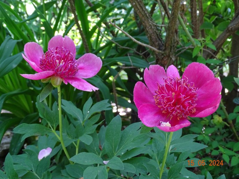 paeonia anemoniflora - Bujori 2024 -Dobarland