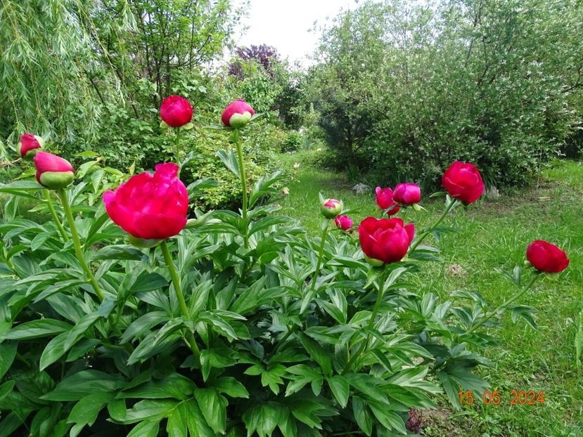 Scarlet oHara - Bujori 2024 -Dobarland