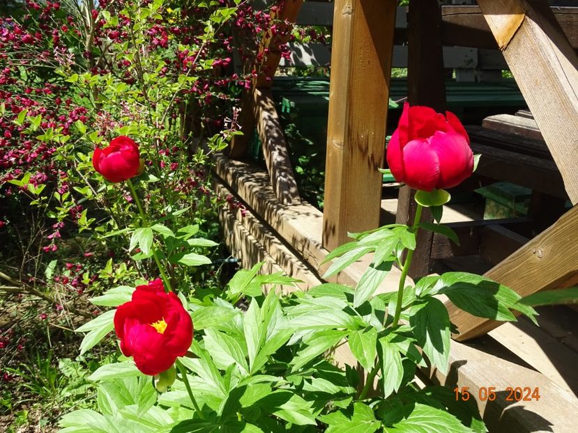 Otto Froebel - Bujori 2024 -Dobarland