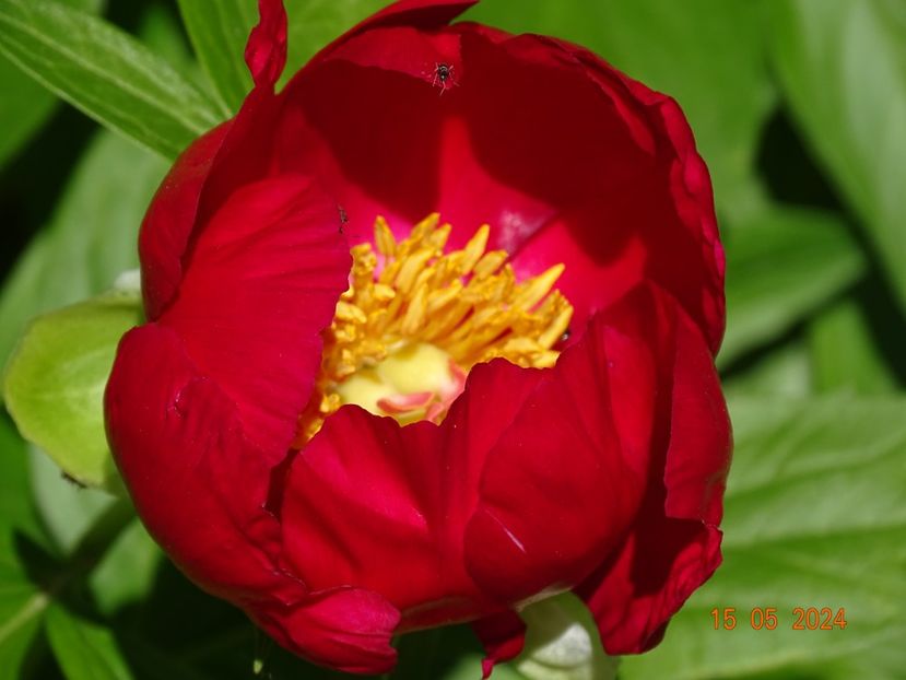 Otto Froebel - Bujori 2024 -Dobarland