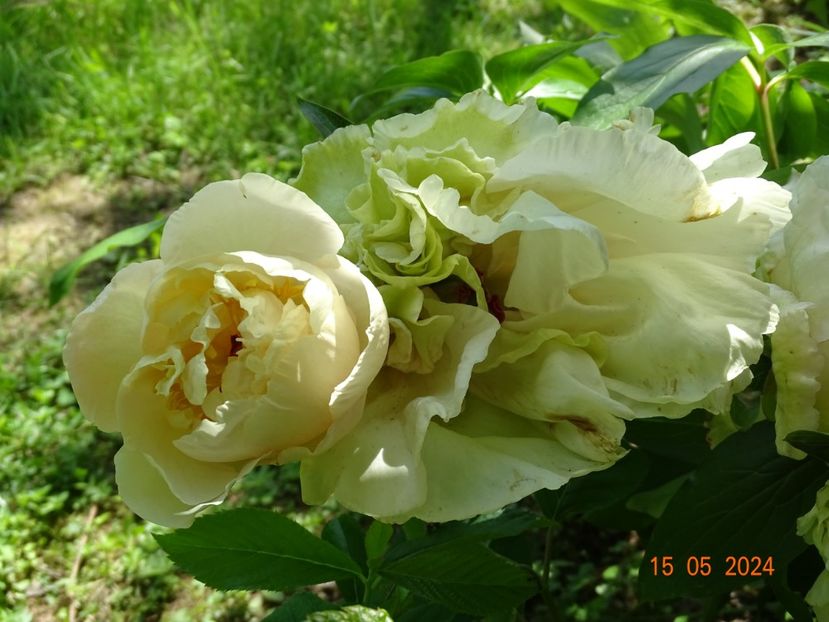 Sunny Girl - Bujori 2024 -Dobarland