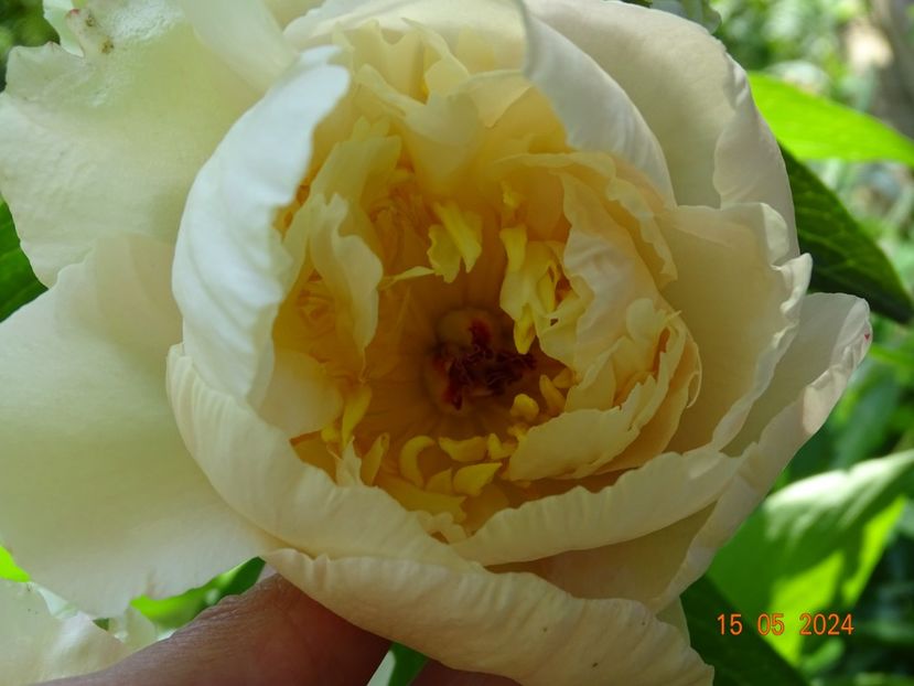 Sunny Girl - Bujori 2024 -Dobarland