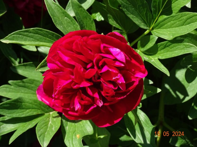 Rubra Plena - Bujori 2024 -Dobarland