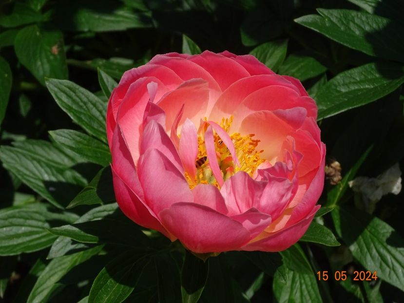 Pink Hawaiian Coral - Bujori 2024 -Dobarland