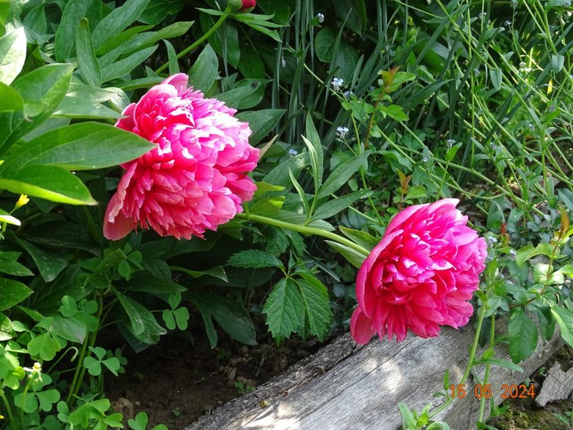 Rosea Plena - Bujori 2024 -Dobarland