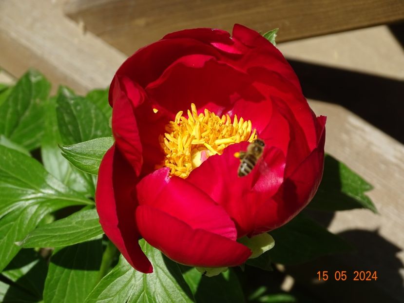 Otto Froebel - Bujori 2024 -Dobarland