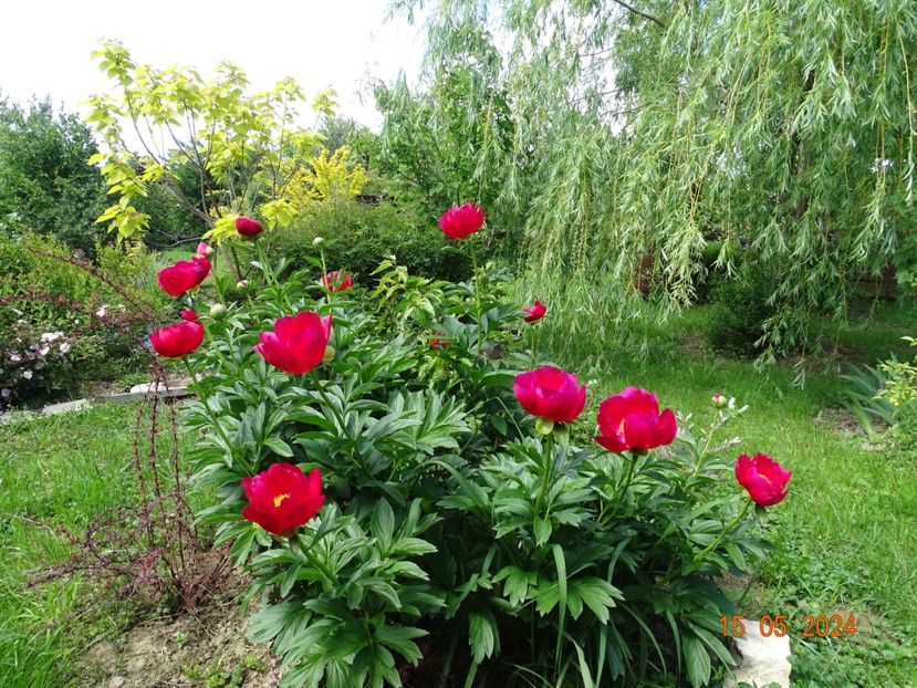 Scarlet oHara - Bujori 2024 -Dobarland