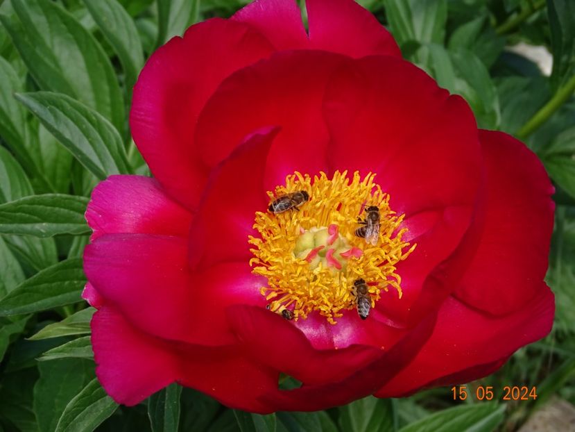 Scarlet oHara - Bujori 2024 -Dobarland