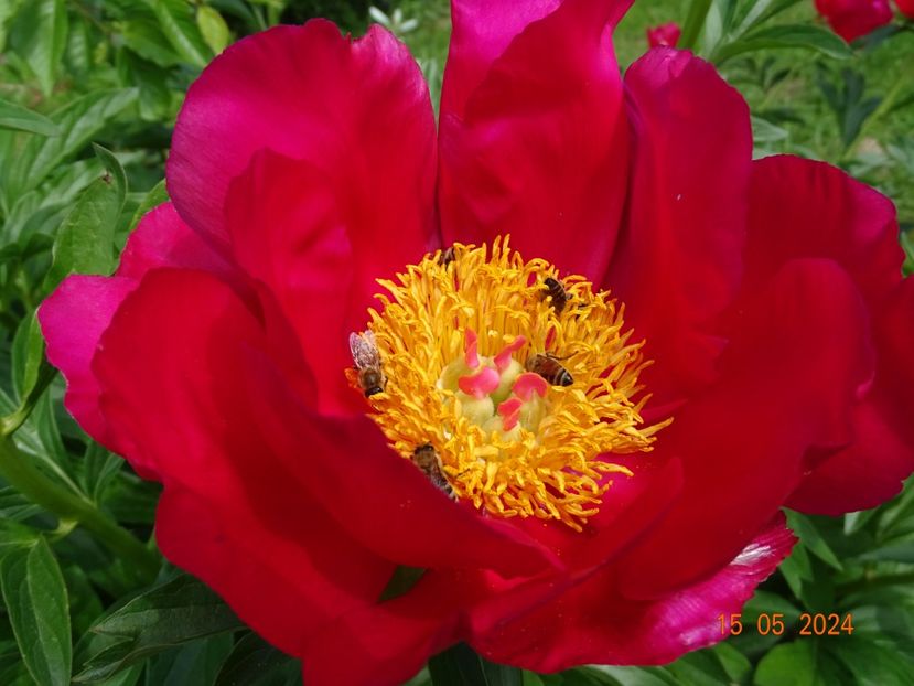 Scarlet oHara - Bujori 2024 -Dobarland