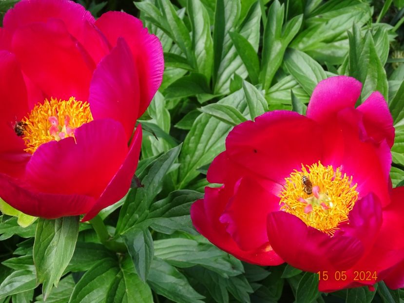 Scarlet oHara - Bujori 2024 -Dobarland