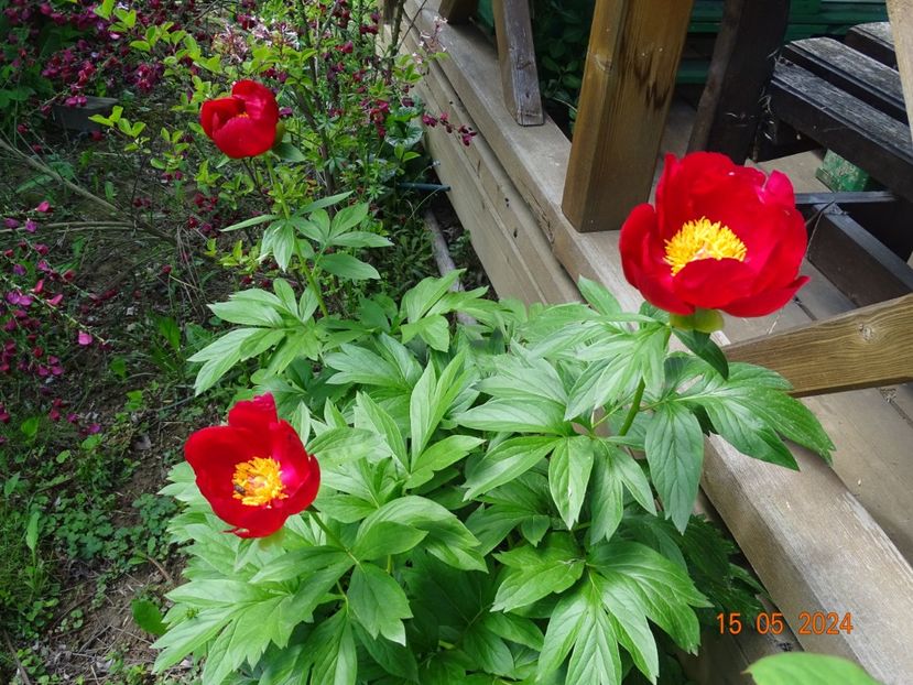 Otto Froebel - Bujori 2024 -Dobarland