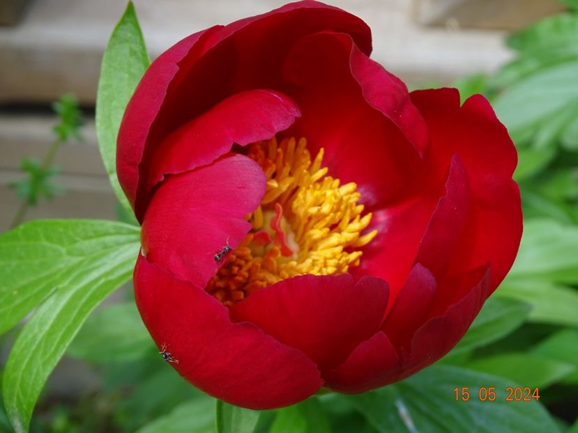 Otto Froebel - Bujori 2024 -Dobarland