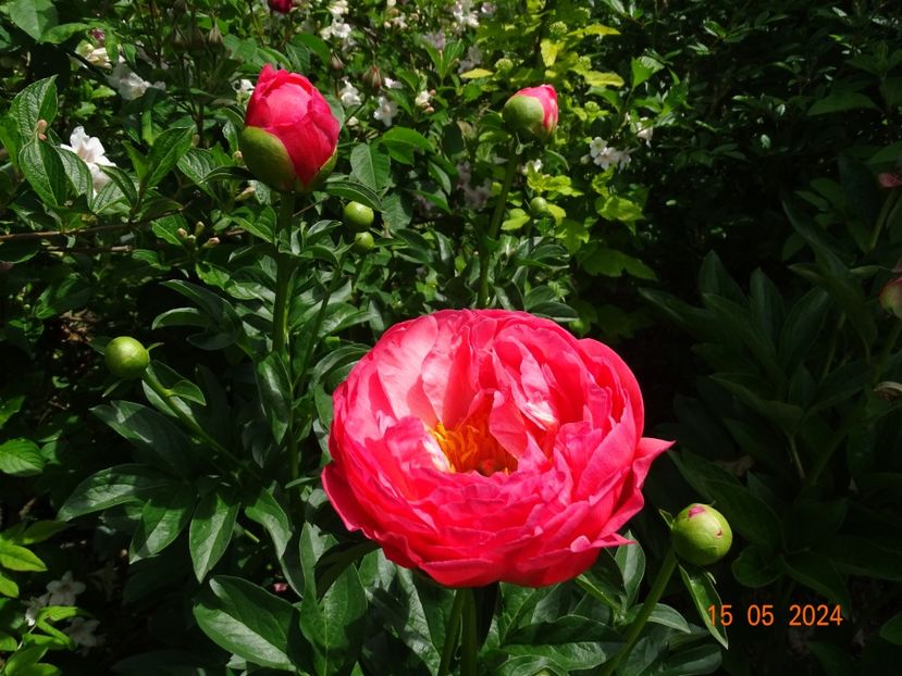 Coral Sunset - Bujori 2024 -Dobarland