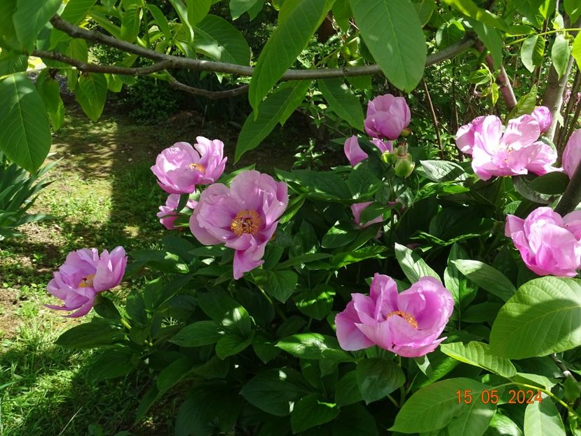 May Lilac - Bujori 2024 -Dobarland