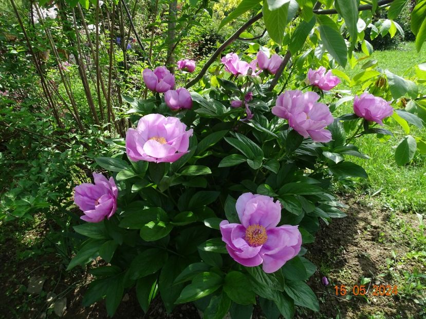 May Lilac - Bujori 2024 -Dobarland