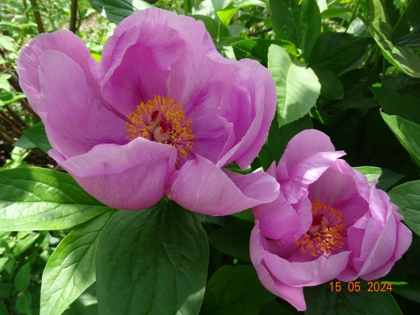 May Lilac - Bujori 2024 -Dobarland