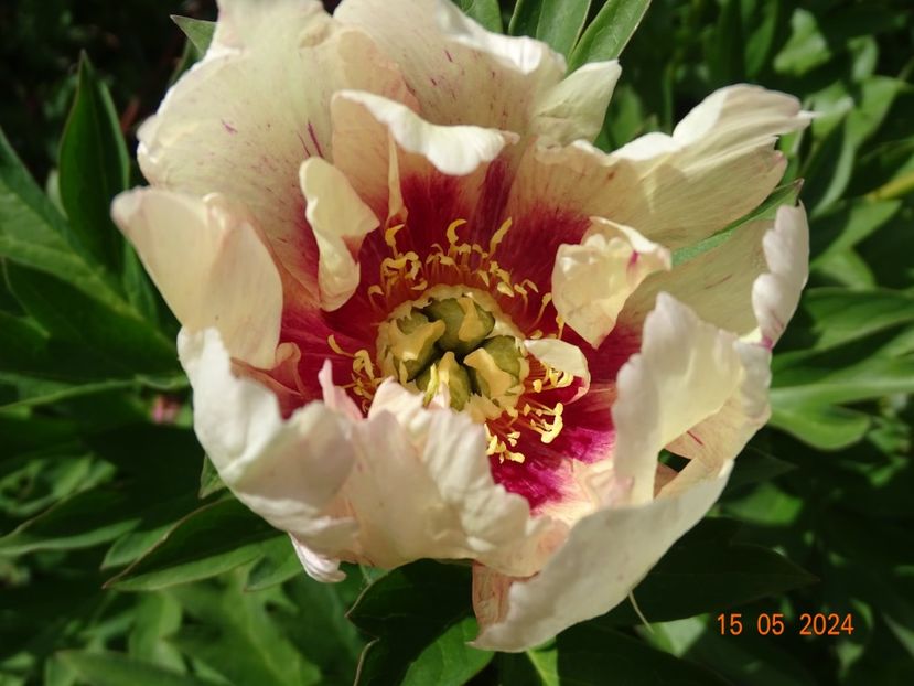 Sonoma Blessing - Bujori 2024 -Dobarland