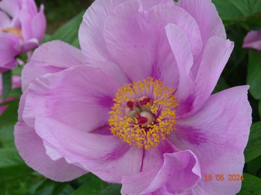May Lilac - Bujori 2024 -Dobarland