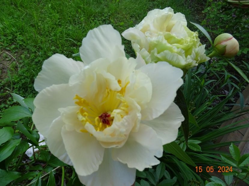 Sunny Girl - Bujori 2024 -Dobarland