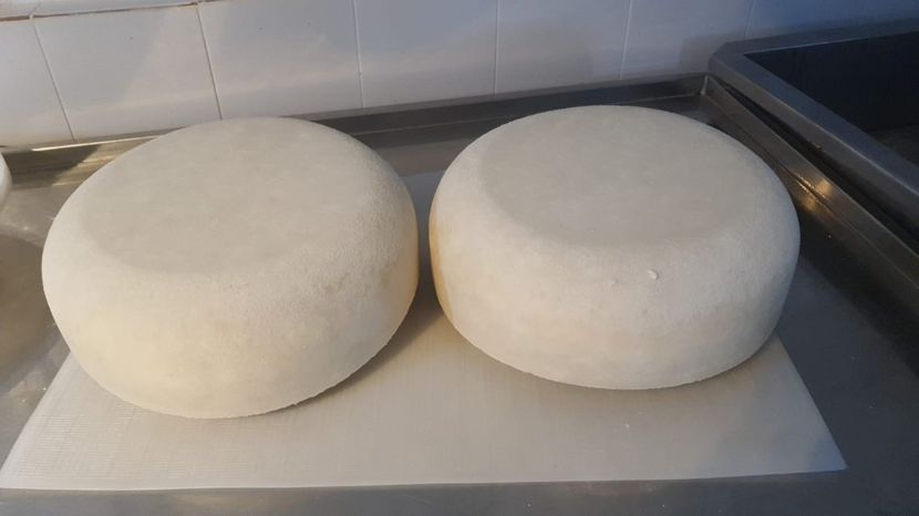 roti branza - Branzeturi maturate