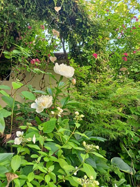 16.06.2024 - Grădina 2024 continuare 2