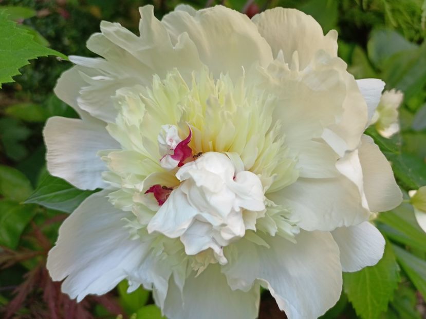  - Grădina 2024 continuare 2