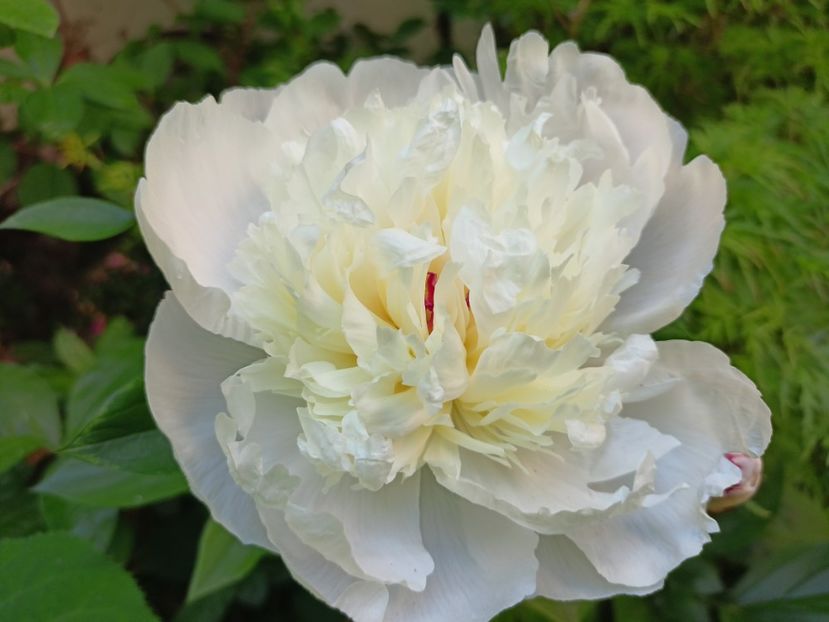 Festiva Maxima - Grădina 2024 continuare 2